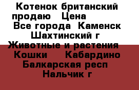 Котенок британский продаю › Цена ­ 3 000 - Все города, Каменск-Шахтинский г. Животные и растения » Кошки   . Кабардино-Балкарская респ.,Нальчик г.